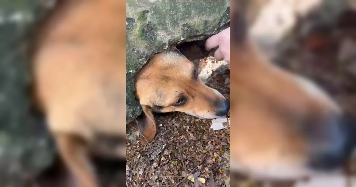 Cachorro fica com a cabeça presa em muro ao tentar alcançar pudim e é resgatado pelos Bombeiros no PR