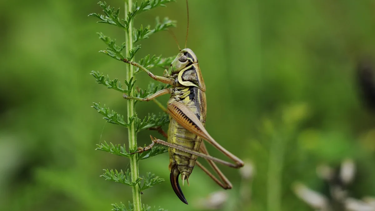 ISS cricket experiment found microgravity-exposed larvae hatched earlier than ground controls