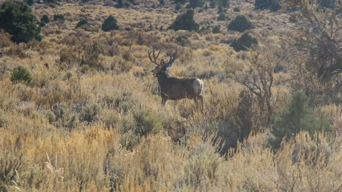 Nevada’s ‘lost’ species raise extinction fears as new journal tracks missing plants and animals