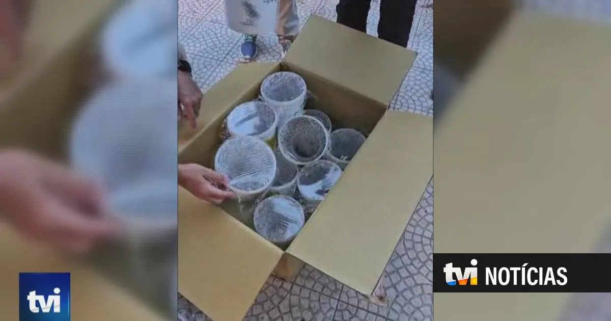 Libertados 30 mil mosquitos em Alvalade para travar propagação de dengue e zika