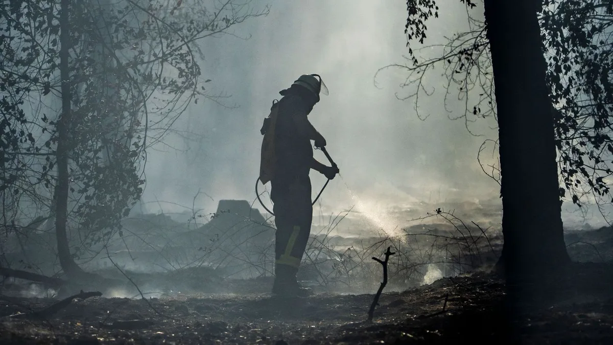 Nach dem Feuer: Wie neues Leben nach Waldbränden entsteht
