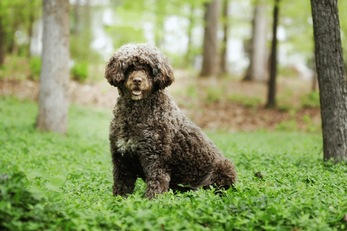 Cachorros portugueses: 5 raças originárias de Portugal