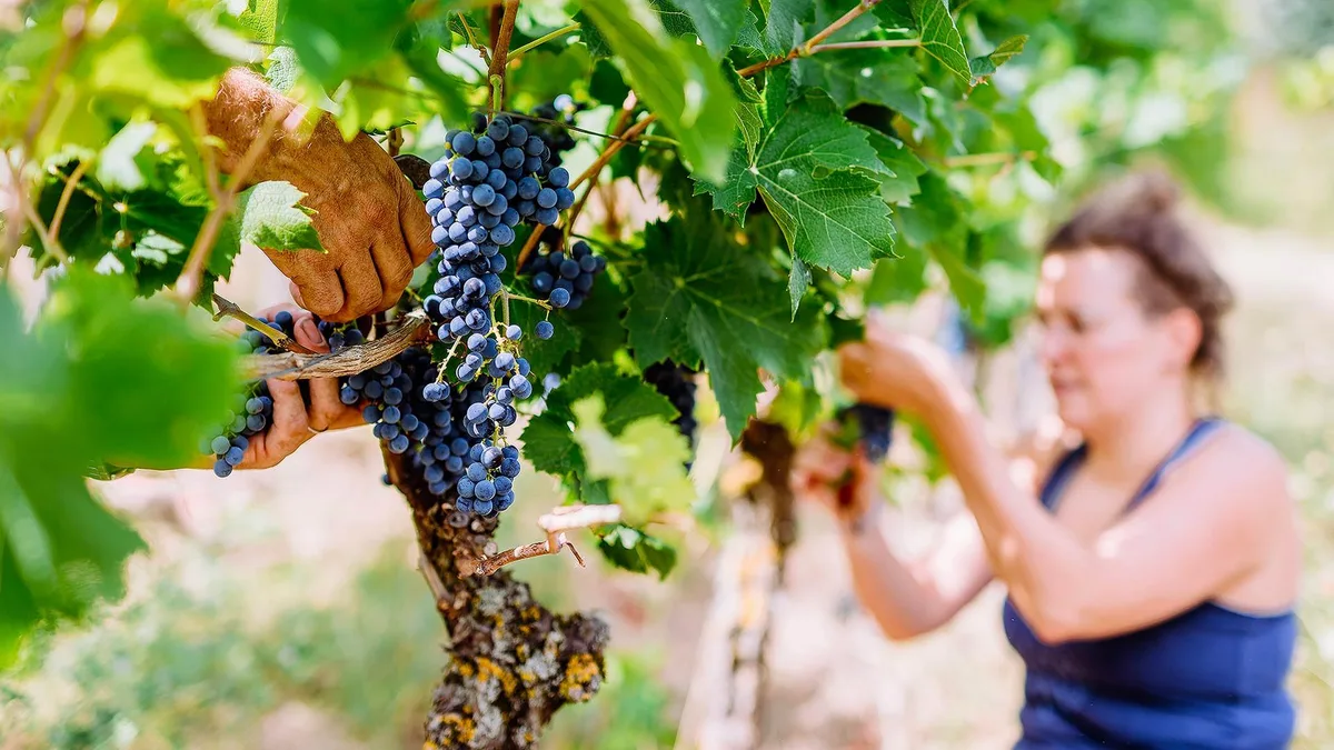 Weinlese in Deutschland beginnt so früh wie nie zuvor