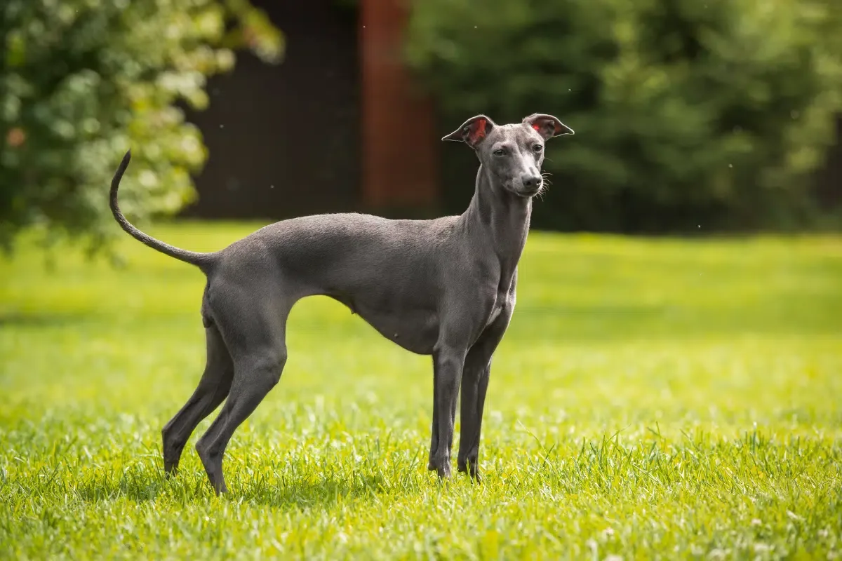 Pequeno lebrel italiano: conheça essa raça de cachorro elegante e cheia de energia