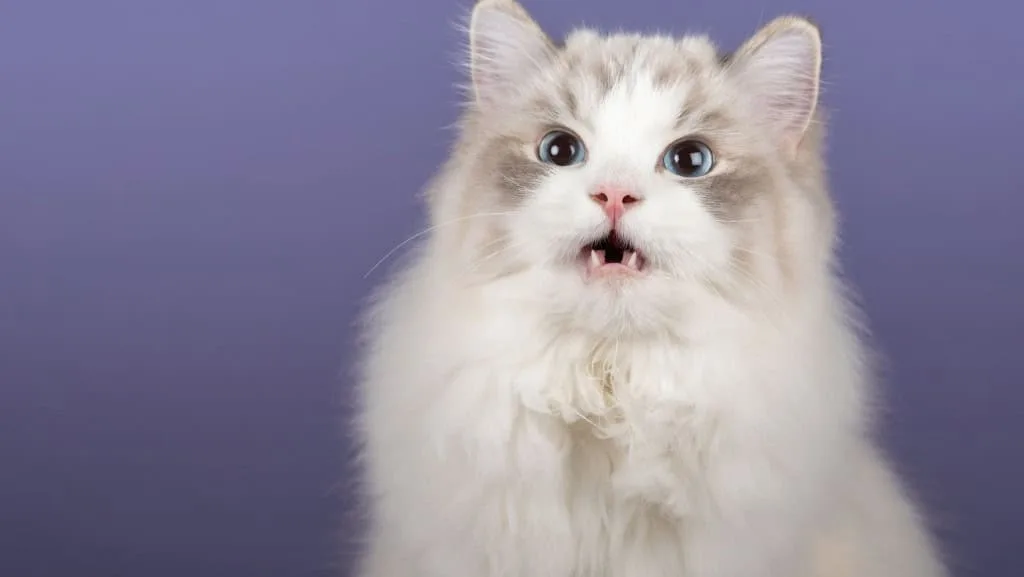 Seu gato faz cara de nojo? Entenda por que ele abre a boca após sentir cheiros
