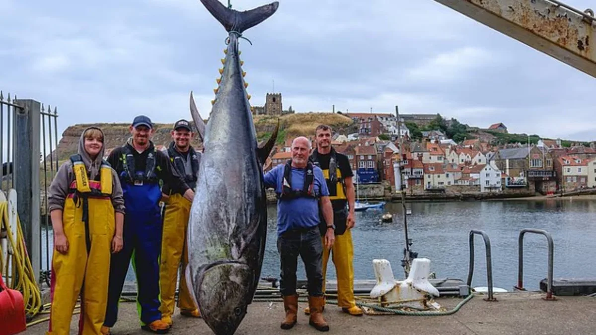 746lb bluefin tuna caught off Yorkshire as species returns to UK waters