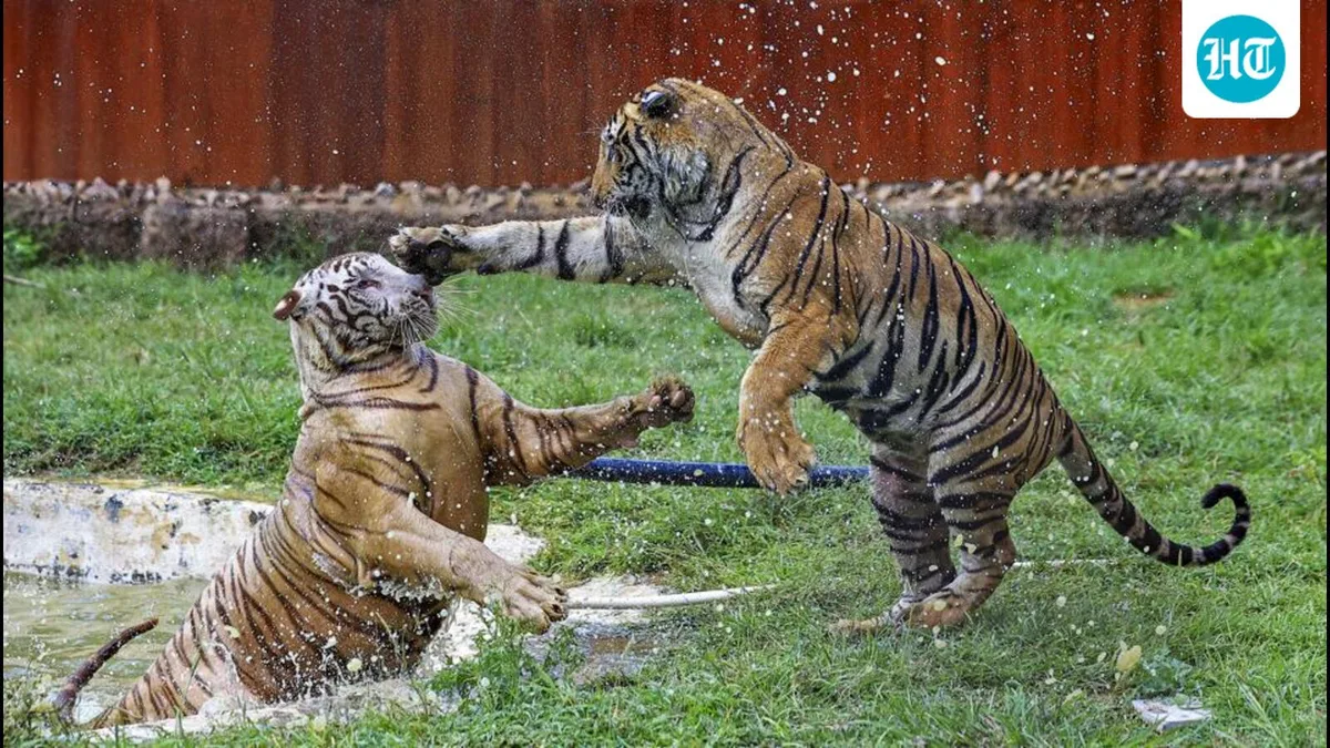 Chhattisgarh forest dept seeks CBI probe into tiger poaching involving Maha cops