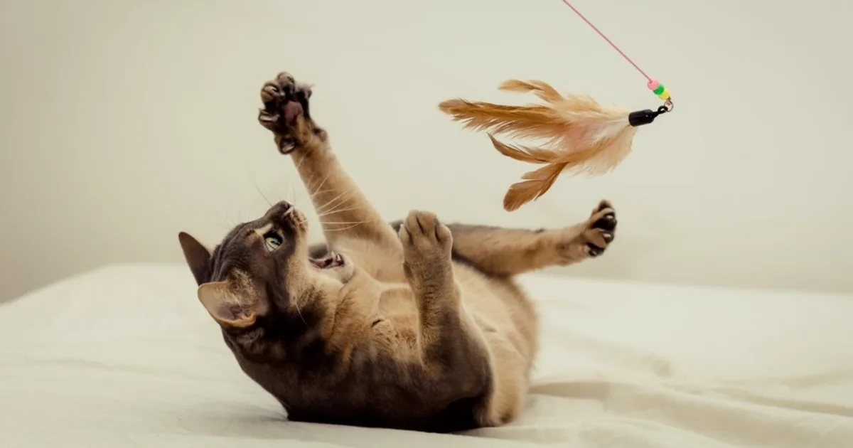 Veterinarios y especialistas en comportamiento felino coinciden sobre cómo jugar con tu gato: "Si no se está moviendo, tu gato no está cazando"