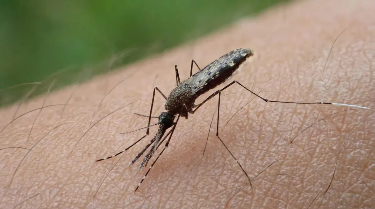 Malaria y leishmaniasis acumulan más de 6,400 casos en Panamá durante 2026