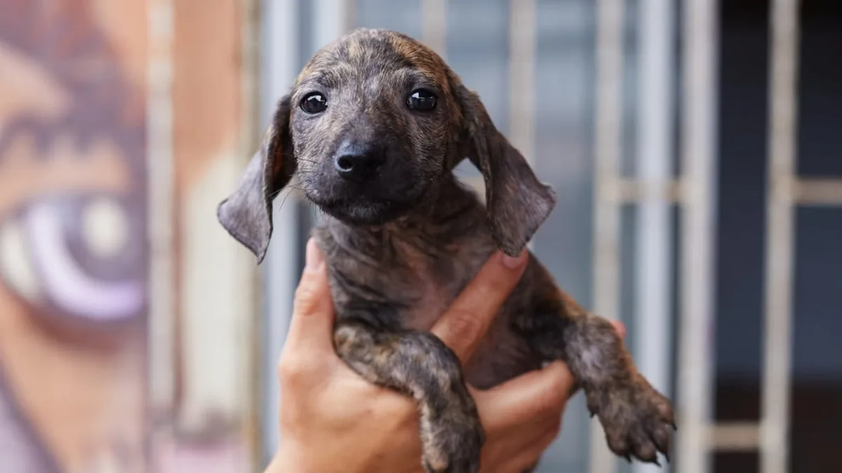 Campañas gratuitas para mascotas buscan concientizar sobre el abandono animal durante la Feria Fortuna en Jesús María