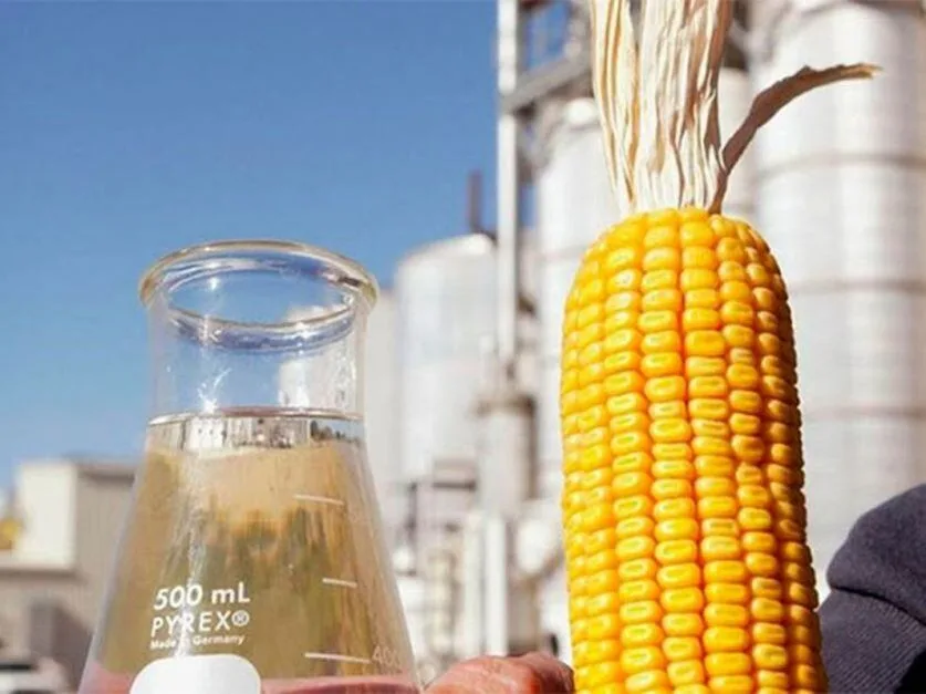 Argentina habilitó una nueva levadura transgénica para producir bioetanol con mayor eficiencia