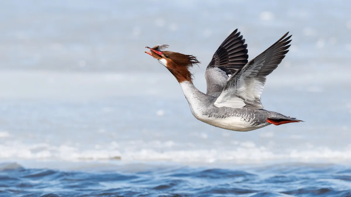 The 2026 Audubon Photography Awards