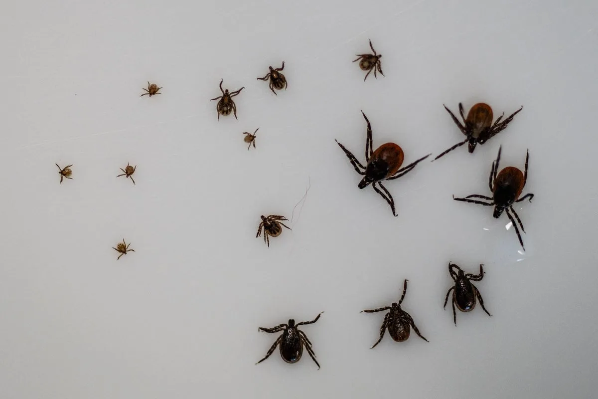 Europe’s worst disease-carrying bug prefers to hunt at night, study reveals