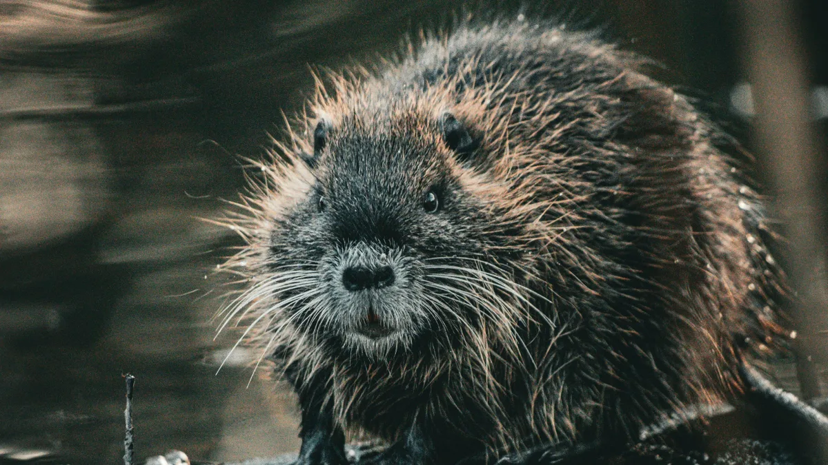Wild Beavers return to Norfolk after 500 years, have kits, spark new hopes