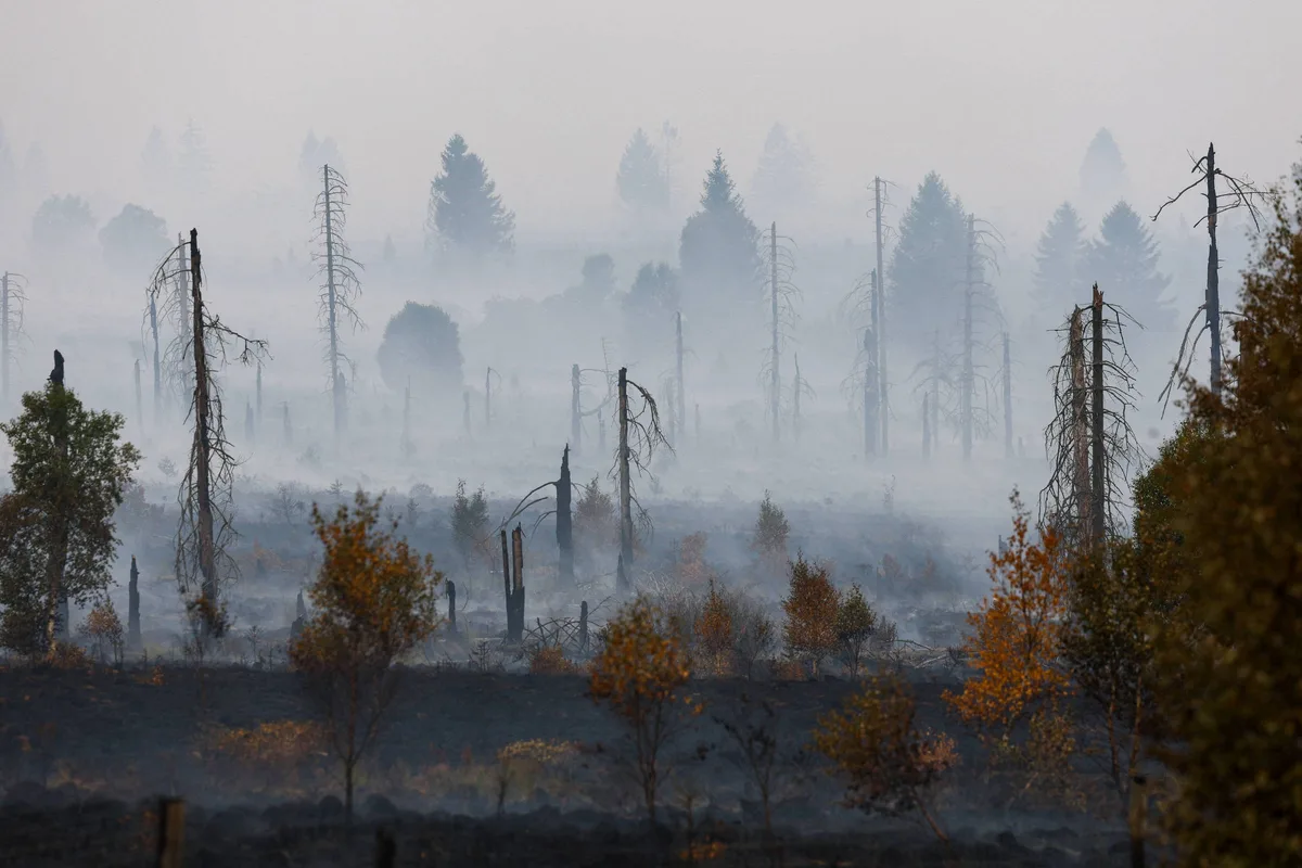 Chuva ajuda no combate ao maior incêndio florestal já registrado na Bélgica