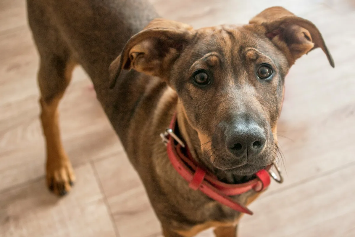 Secretaria de Saúde registra caso de raiva canina em pet no Lago Norte