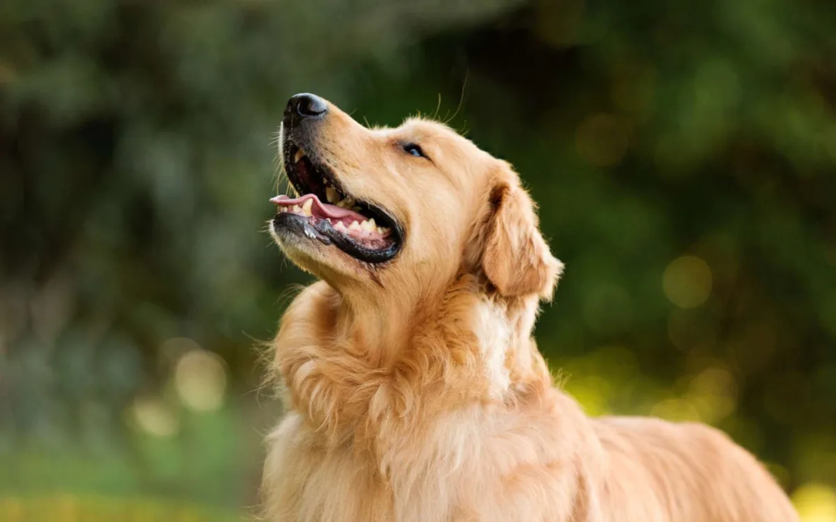Ce que la plupart des maîtres font mal quand ils montrent quelque chose à leur chien