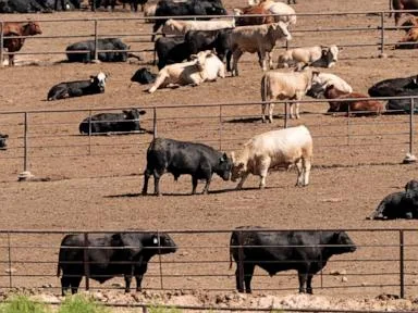 How Trump's beef plan, tariffs risk alienating farmers, GOP voters