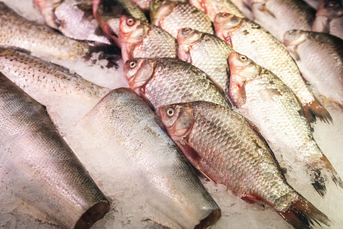 Pele de peixe vira curativo e terá fábrica de R$ 52 milhões no Brasil