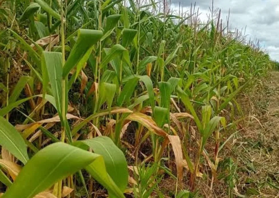 Faeac recomenda cautela com plantio em cenário de menos chuva no Acre