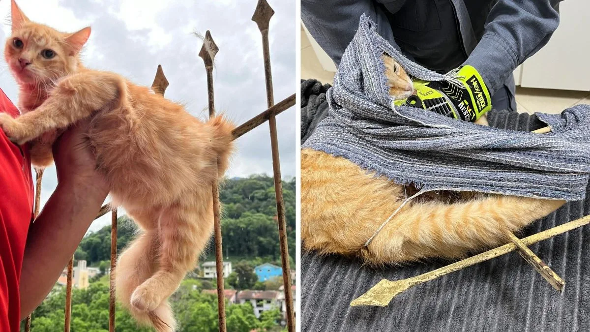 Gato fica preso em dois ferros pontiagudos de cerca e mobiliza resgate dos bombeiros em SC