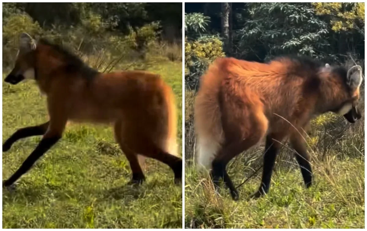 VÍDEO: lobo-guará resgatado após invadir casa é devolvido à natureza no interior de SP