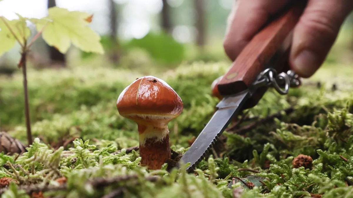 Warten auf Regen: Pilzsaison bleibt bislang aus - so ist die Prognose