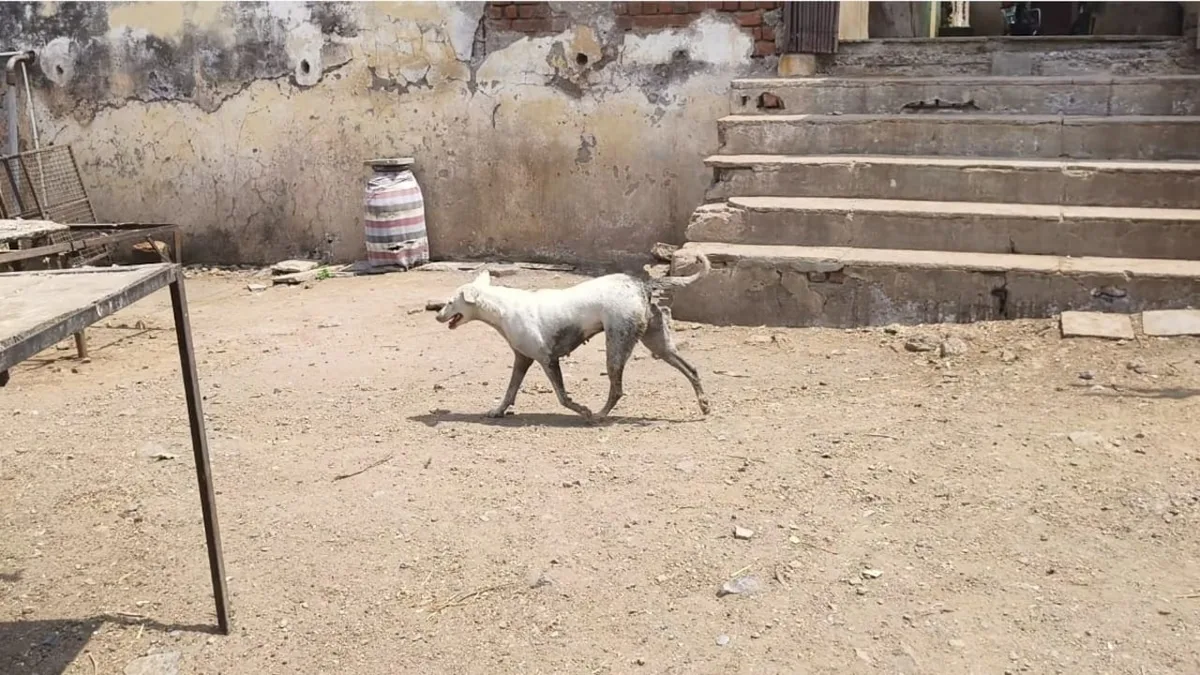 Stray Dog Pounces On 2-Year-Old In Delhi, Knocks Him Down, Bites
