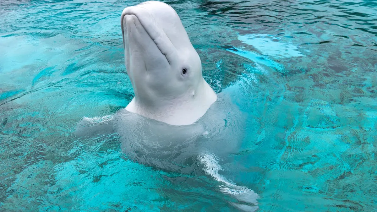 Another beluga whale sent from Marineland to Chicago's Shedd Aquarium has died