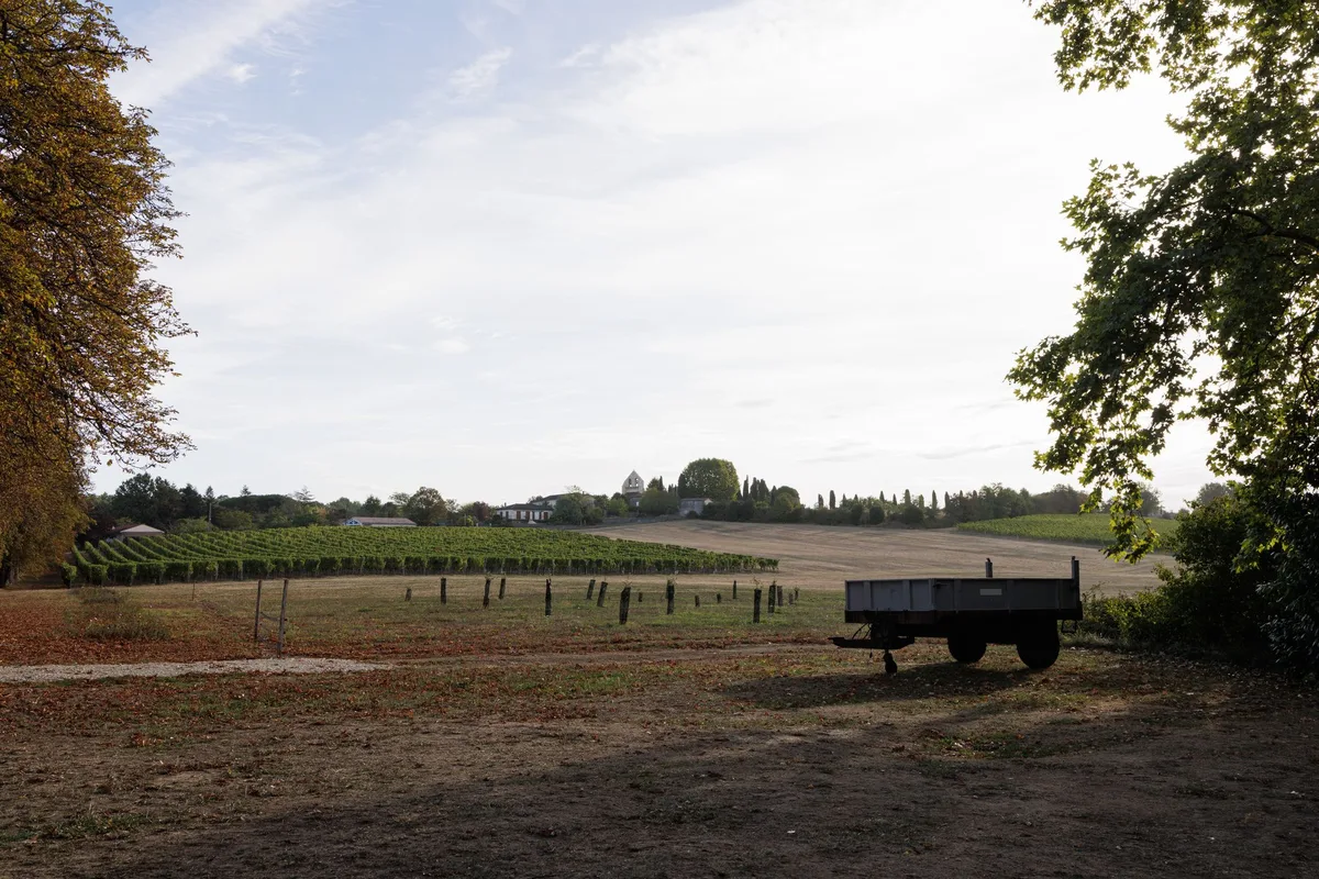 Vignes arrachées, œnotourisme, nouvelles plantations … Comment le monde viticole tente de se réinventer