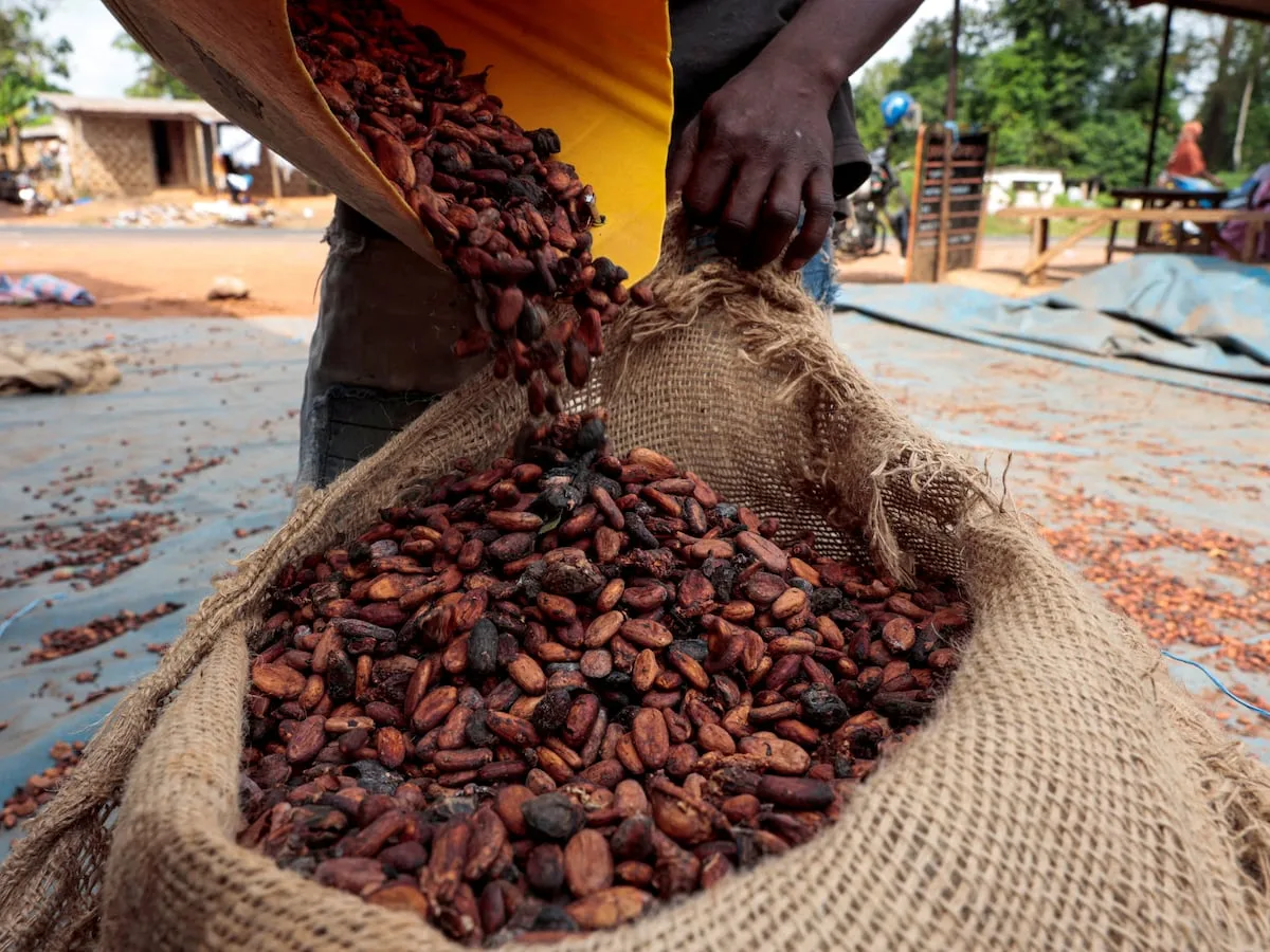 Poor rains in Ivory Coast raise concerns over cocoa quality and supply