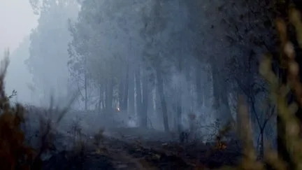 Le feu dans les Landes est "fixé", 190 hectares ont brûlé