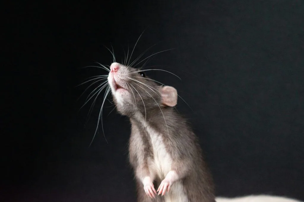 Cientistas criam clones fêmeas de camundongos machos com técnica genética inédita