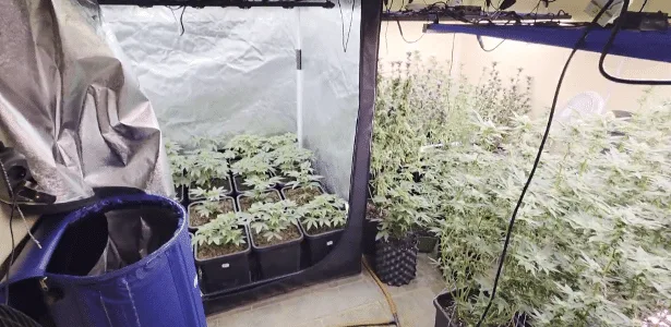 Polícia de SP apura fraude no uso de autorizações para plantio de maconha
