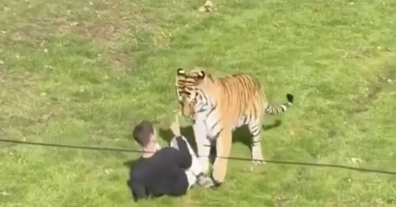 Jovem morto por tigre em zoológico britânico