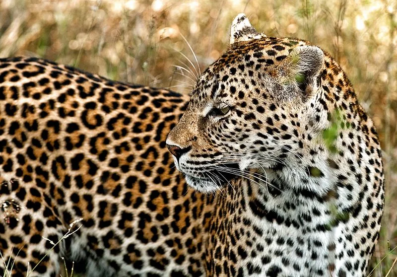 WIN FOR WILDLIFE: Hunters lose Constitutional Court challenge to animal wellbeing protections