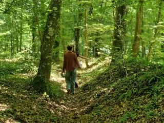 Feuilles jaunies, branches qui tombent, accidents mortels… Les arbres paient le prix fort de la sécheresse historique
