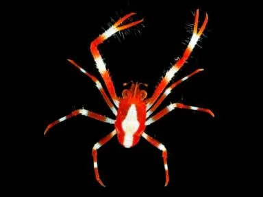 WATCH: Scientists discover dozens of new species in the Pacific