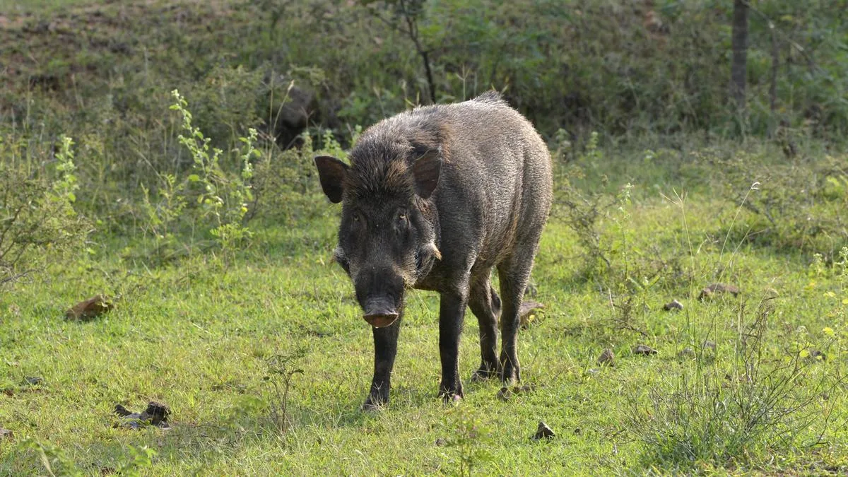 Woman killed, three others injured in wild boar attack in Keralam’s Malappuram