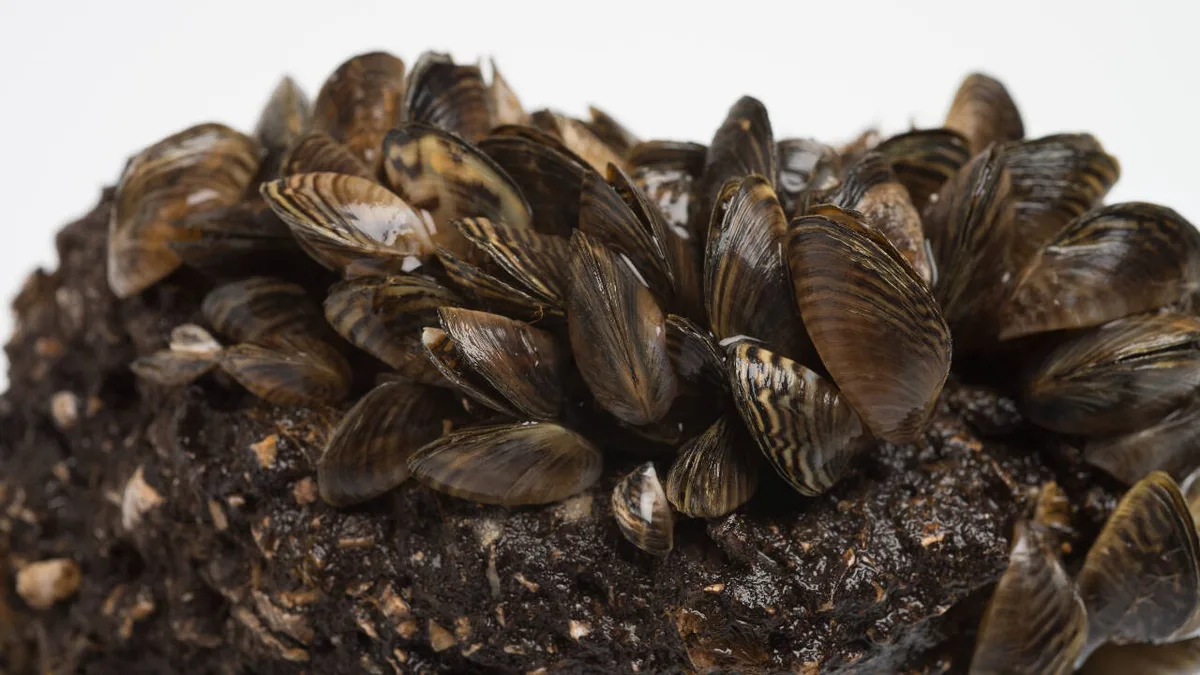 Michigan scientists kill 80% of invasive zebra mussels in five days with CO₂ mats
