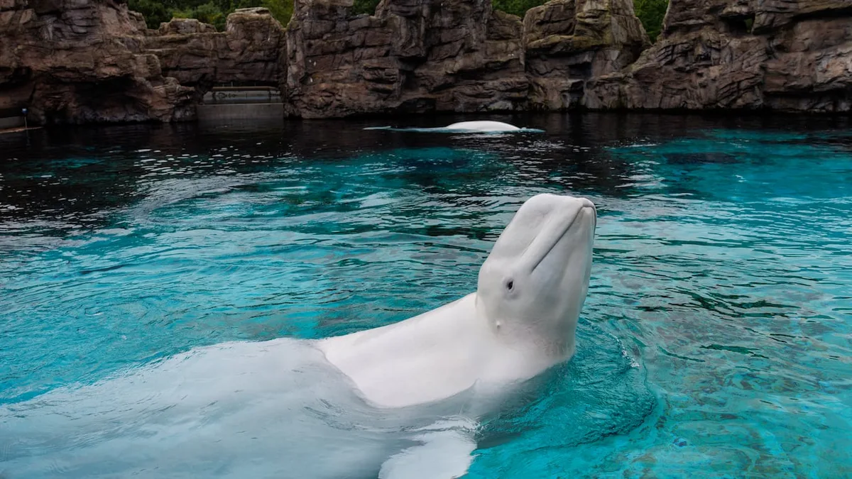 Canada's last captive whales are set to leave Niagara Falls, Ont., Marineland for U.S. aquariums