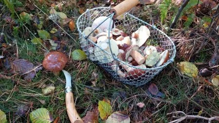 heise+ | Pilze sammeln mit KI: Experten warnen vor tödlichen Fehlern