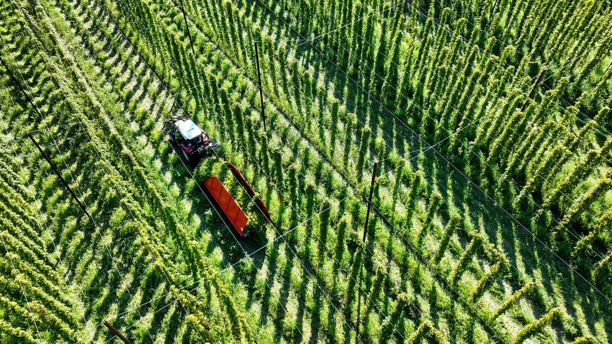 Trockenheit: Hopfenernte rund um Tettnang fällt wegen Hitze geringer aus