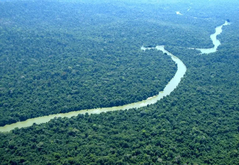 Descoberta revela quais árvores dão uma ‘nova chance’ à Amazônia após desmatamento