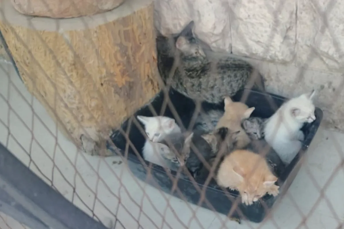 Gatita protege a sus ocho crías durante incendio en Torreón; bomberos las rescatan