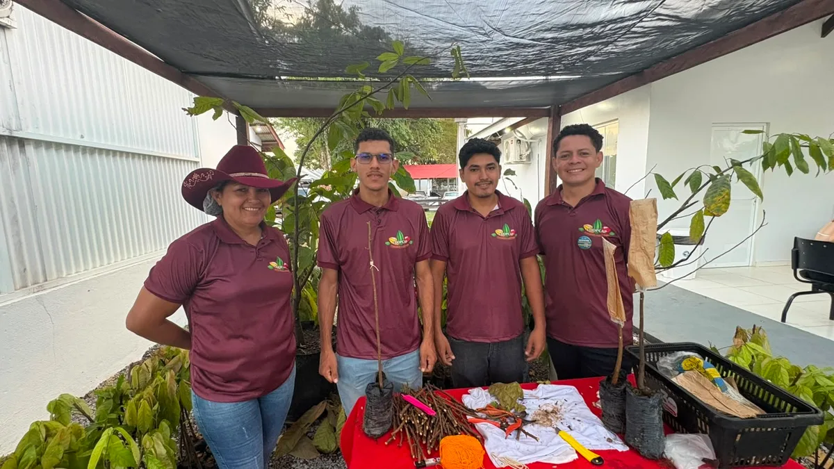 Técnica de enxertia reduz tempo de produção e aumenta produtividade do cacau no Amapá