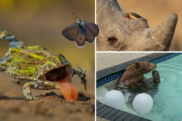 First look at Wildlife Photographer of the Year entries - from black bear taking a dip to bullfrog's near miss