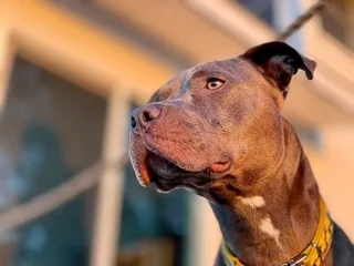 La police sauve deux pitbulls qui vivaient enfermés dans une pièce insalubre, à Marseille