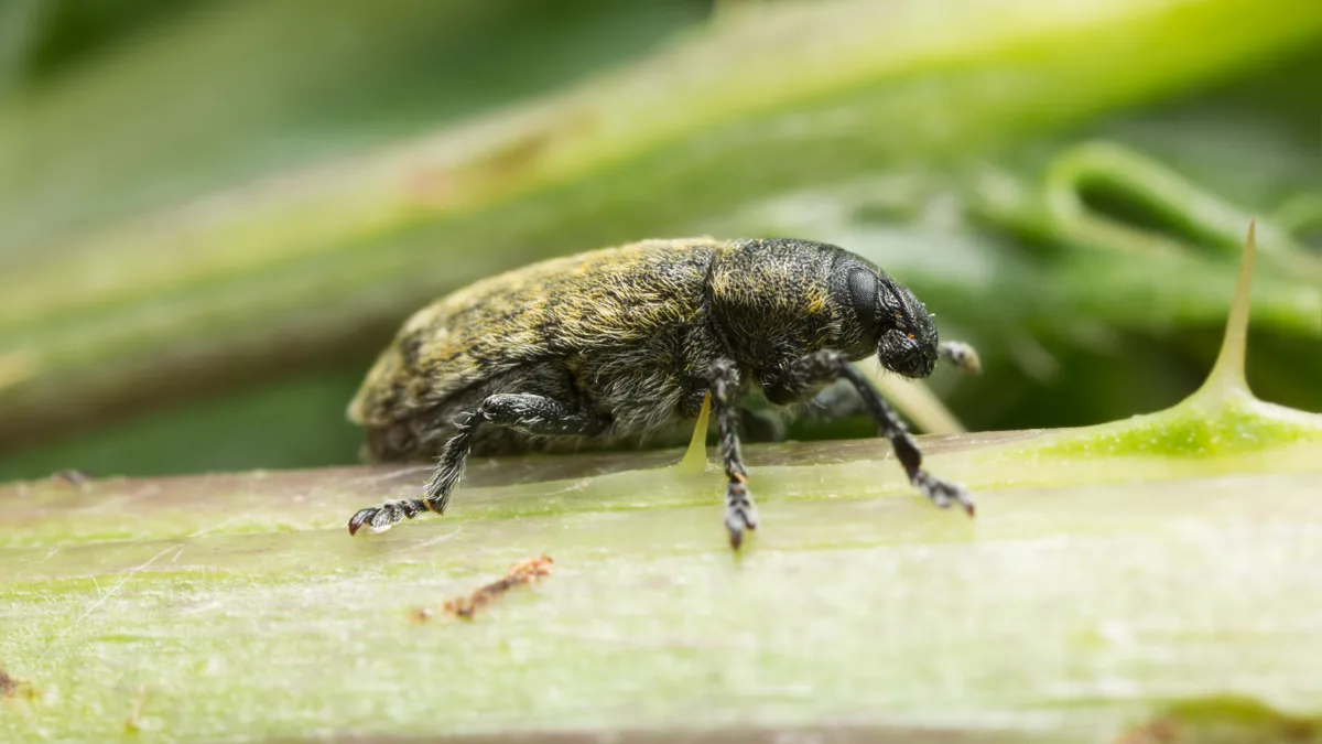 Between 1969 and 1972, US released a weevil to fight musk thistle; it later attacked native thistles