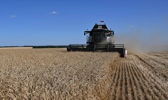 WANDILE SIHLOBO | Global wheat price surge comes too late for SA farmers